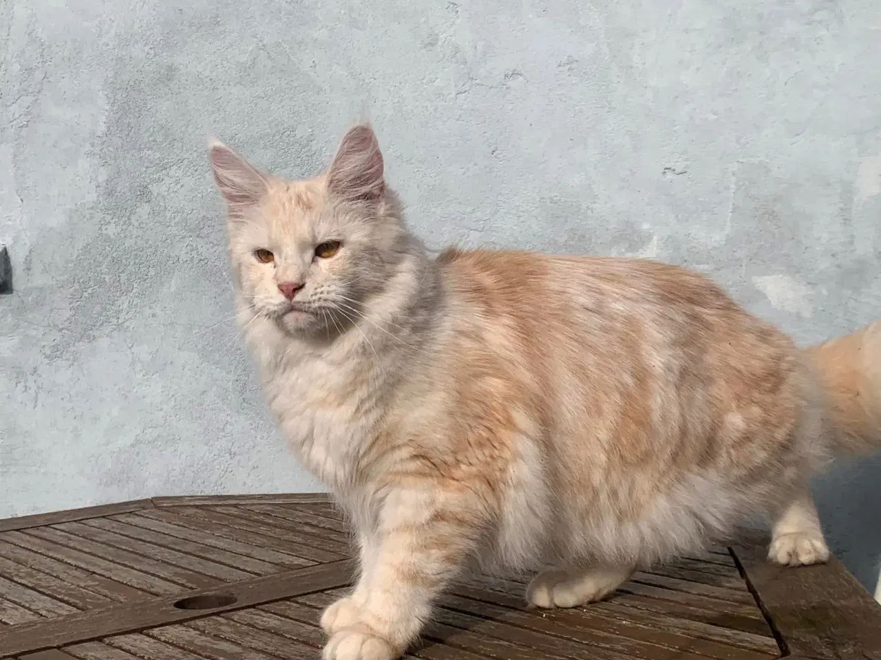 Billede 6 - Maine coon han killinger