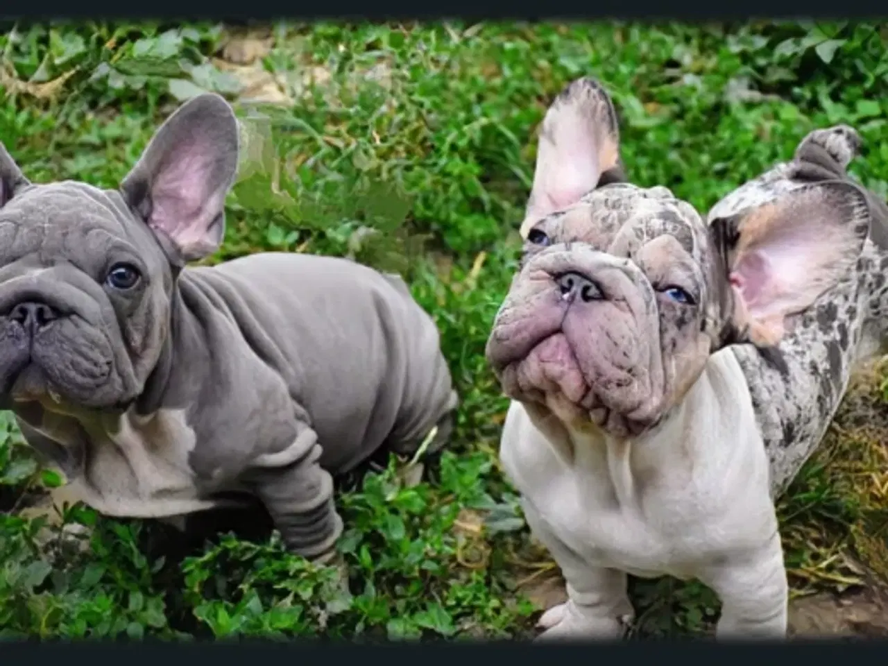 Billede 10 - Fransk bulldog 