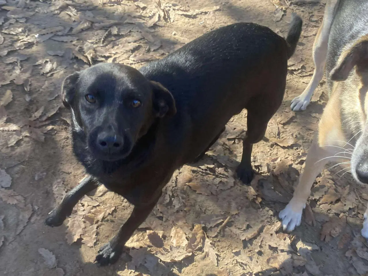 Billede 4 - Joey søger sit helt eget hjem❤️