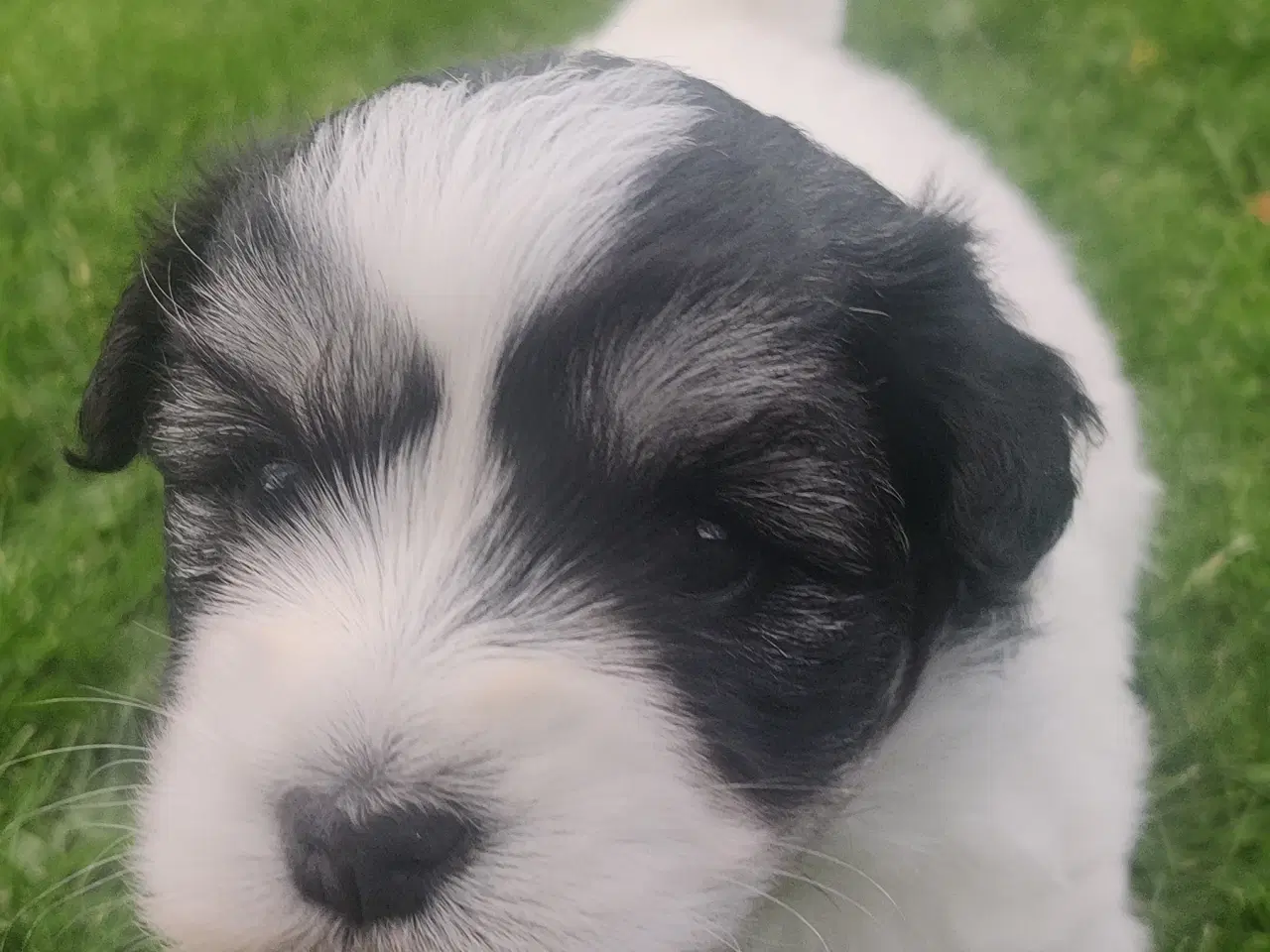 Billede 4 - Coton de Tulear hvalpe 