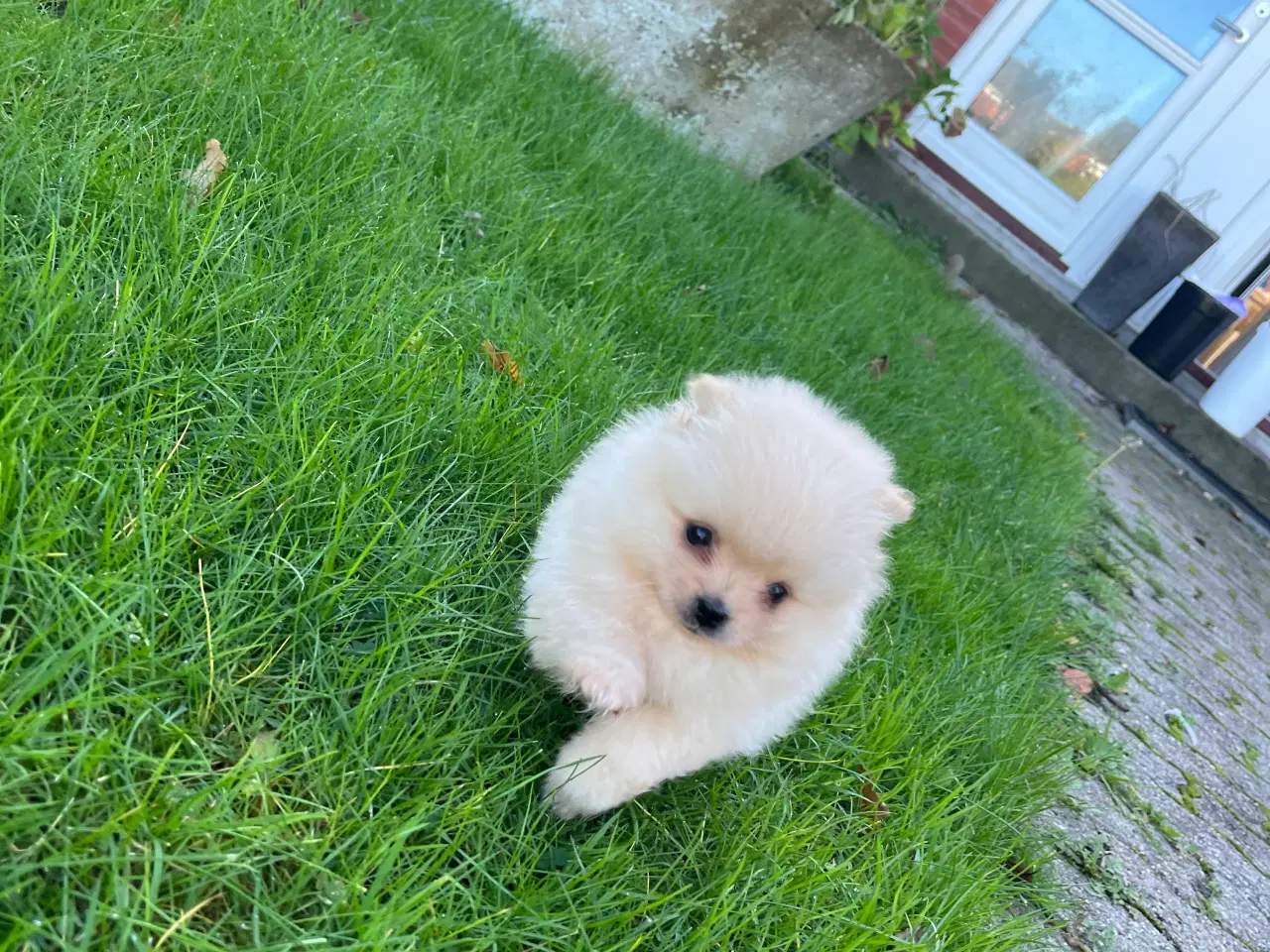 Billede 6 - Så der kun lille Ludvig tilbage