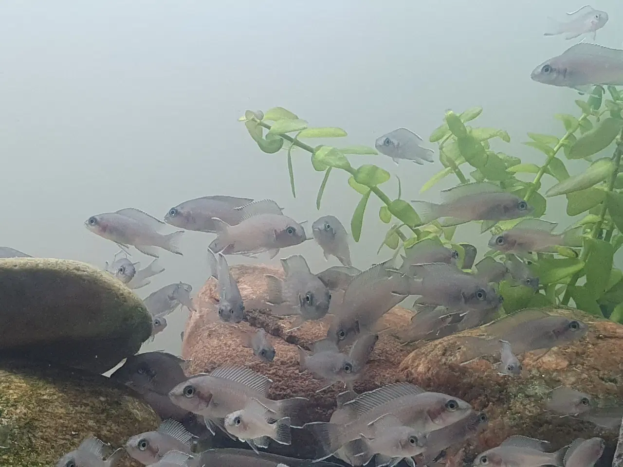 Billede 9 - Prinsessecichlider (Neolamprologus brichardi)