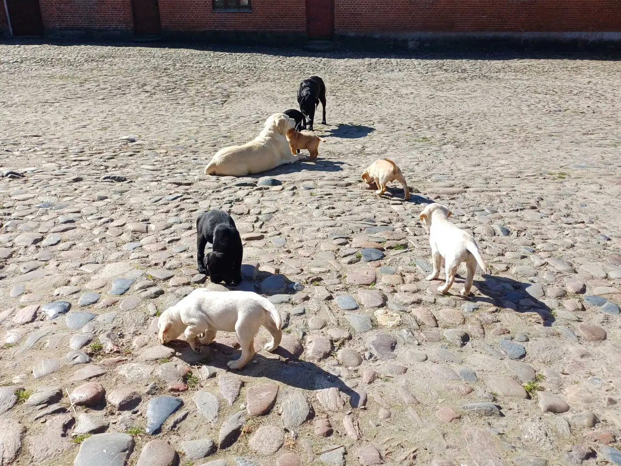 Billede 8 - Labrador F1 hvalpe