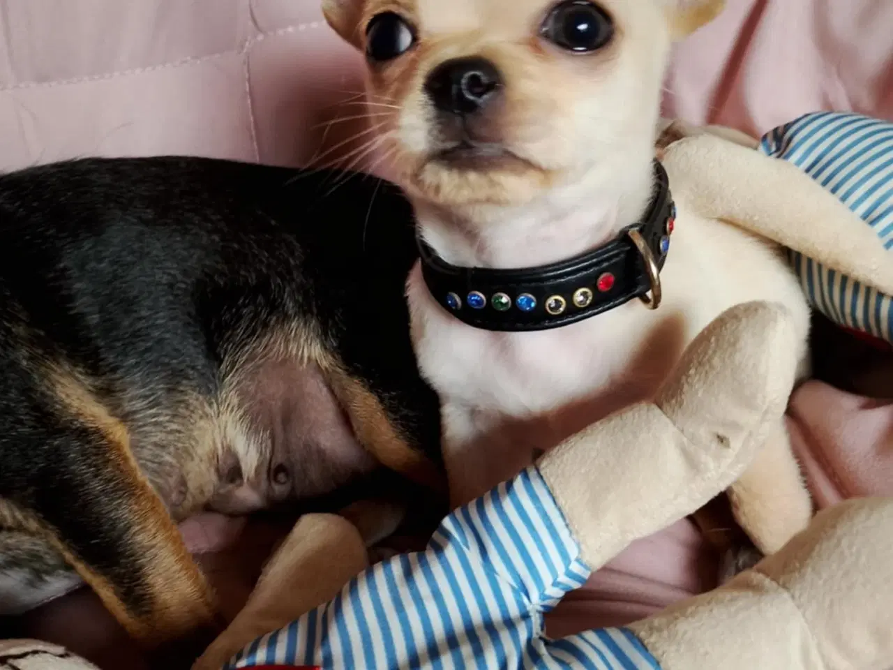 Billede 9 - Skøn chihuahua han mix hvalp