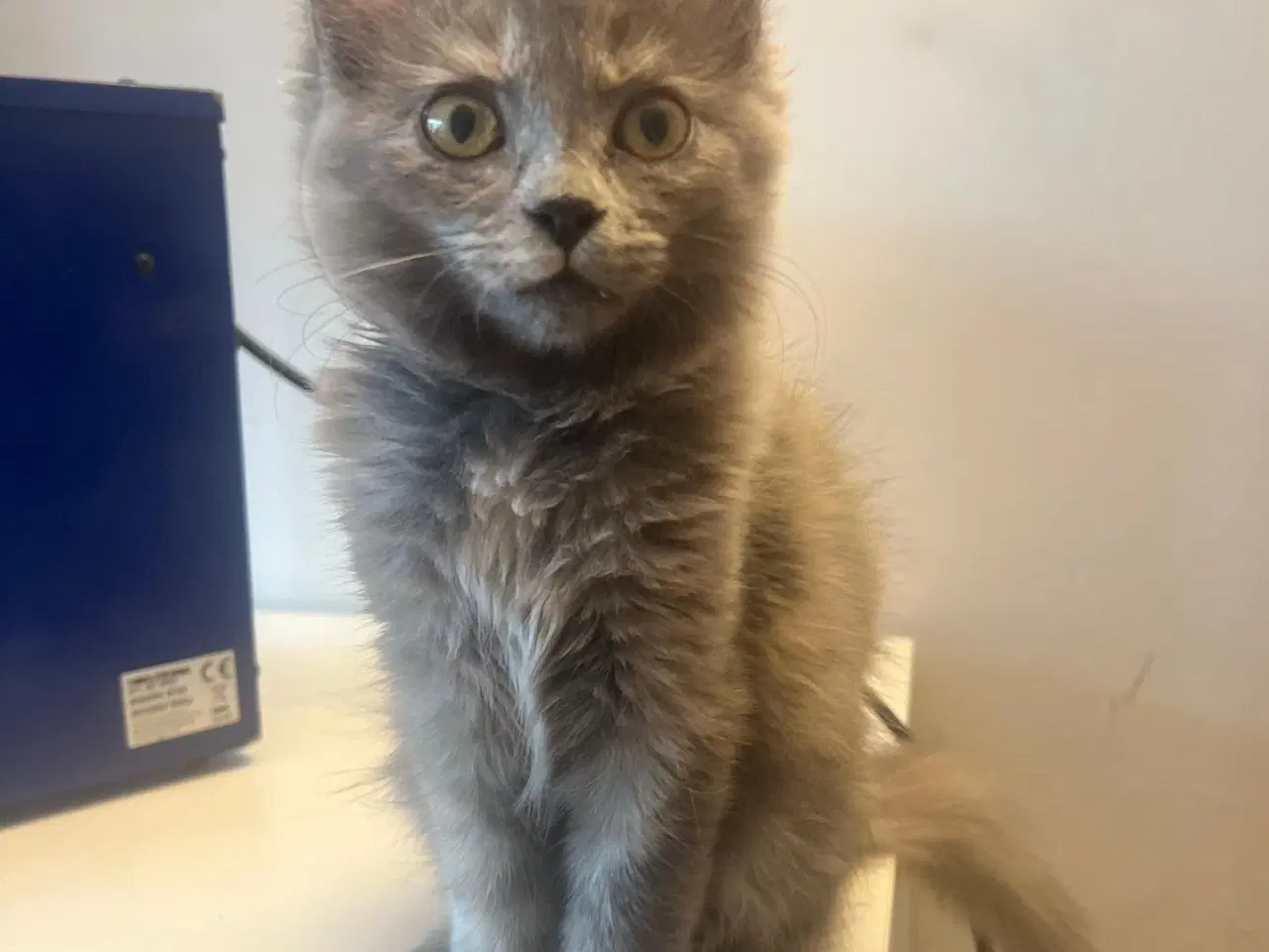 Billede 2 - Fluffy kattekiling