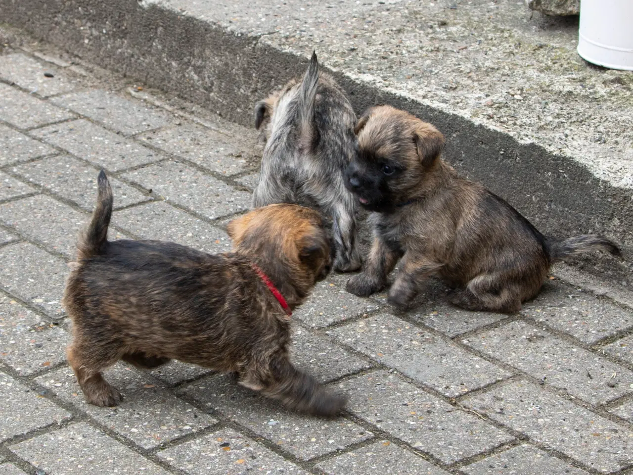 Billede 2 - Cairn Terrier hvalpe