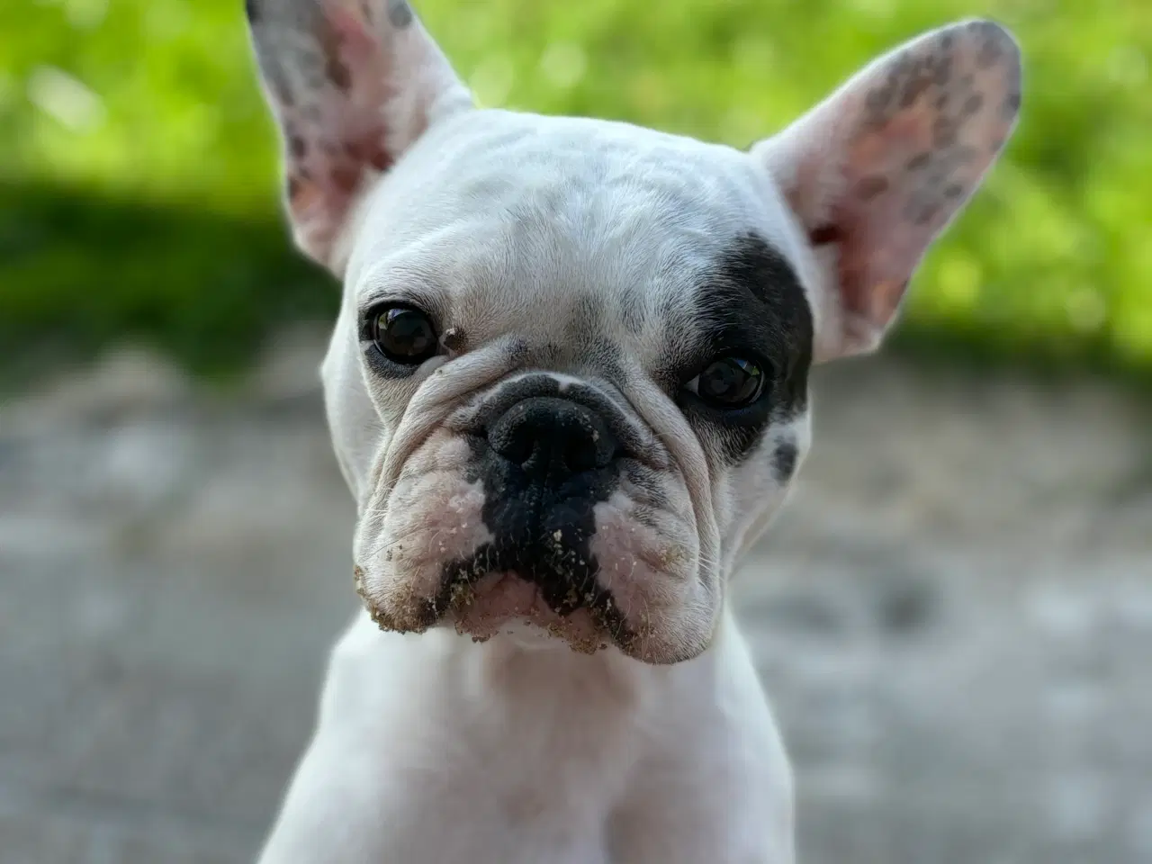 Billede 10 - Fransk Bulldog/ Chihuahua