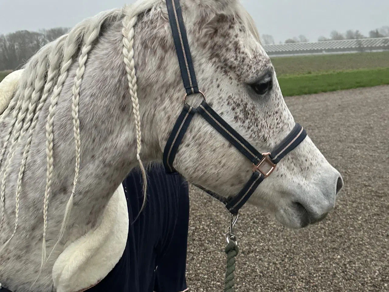 Billede 3 - Verdens bedste hest sælges