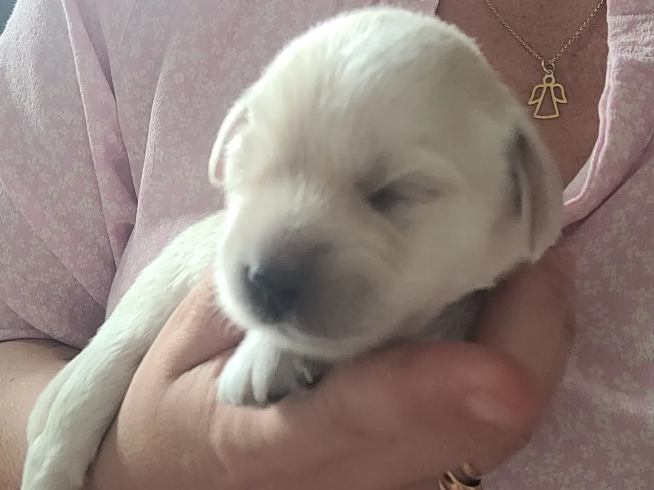 Billede 3 - Labradoodle/labrador F1 hvalpe søger nye hjem
