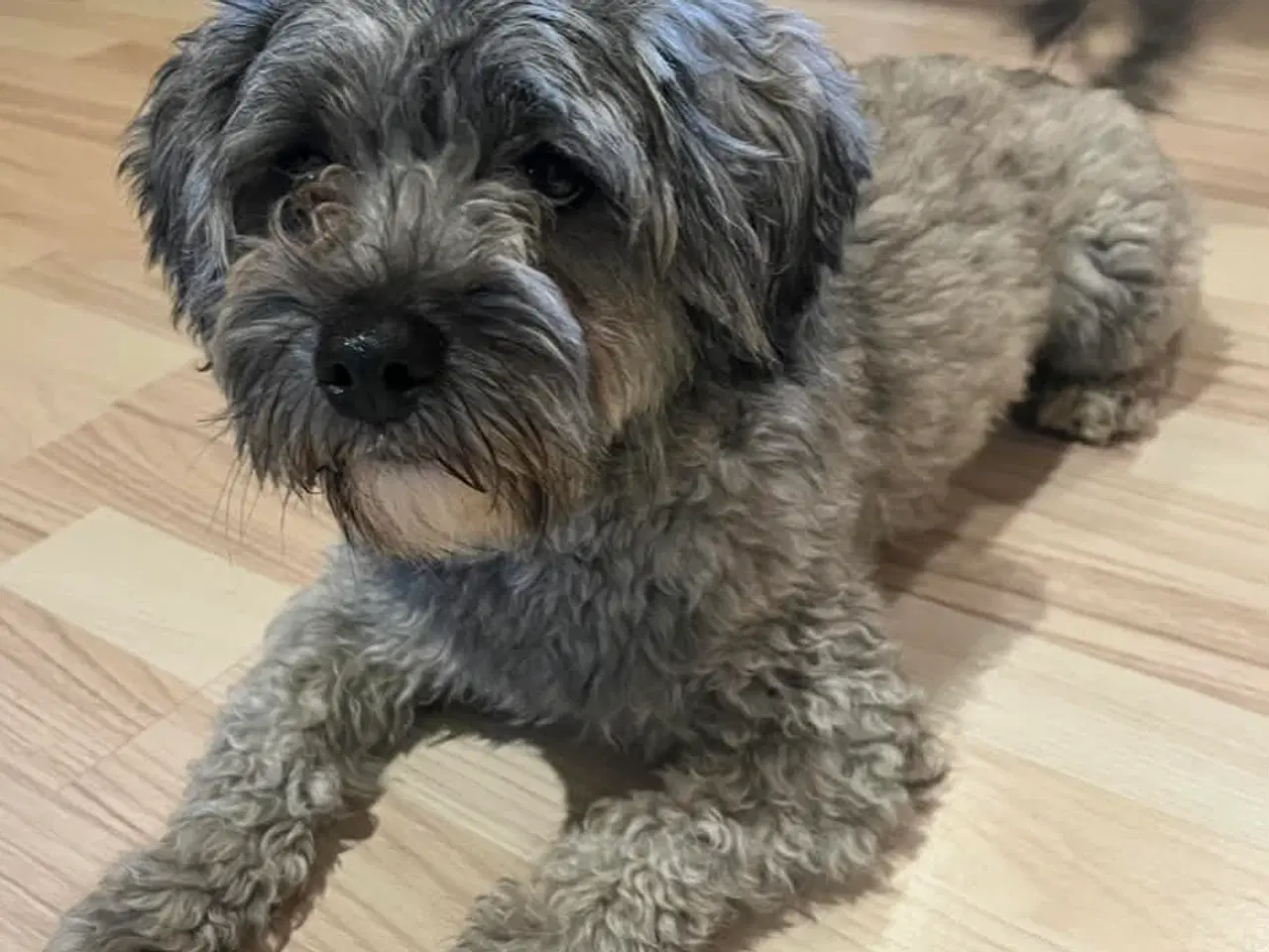 Billede 7 - Kun en tæve tilbage nu! Små blandinger 