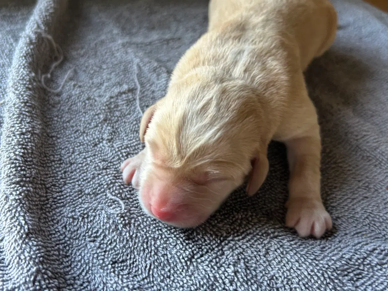 Billede 10 - Labrador hvalpe sælges