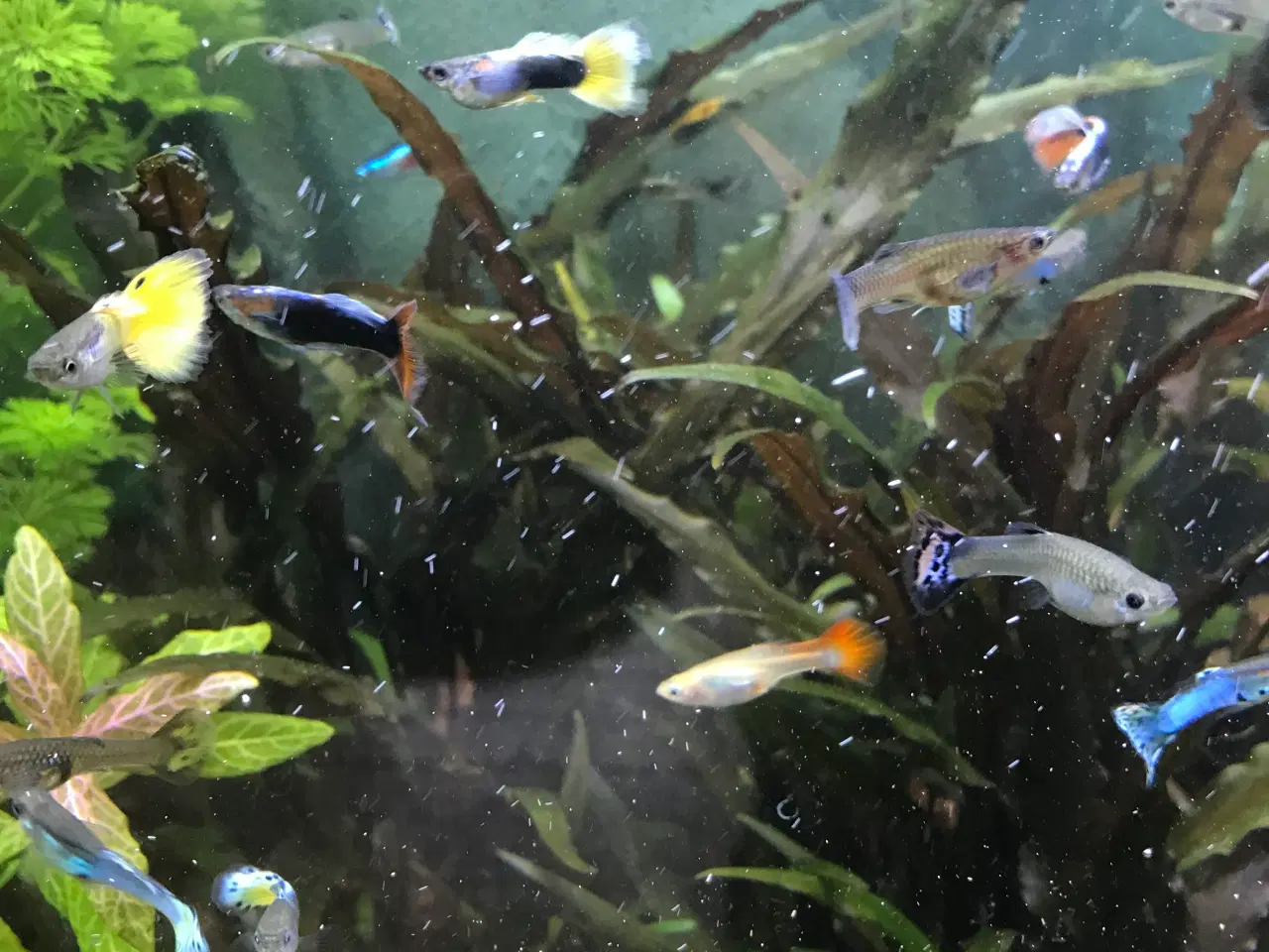 Billede 5 - 🐠 Guppyer  – voksne i flotte farver | Afhentning 