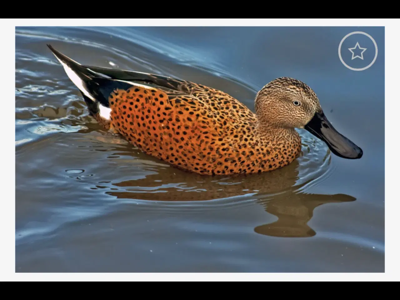 Billede 1 - Rødske andrik 