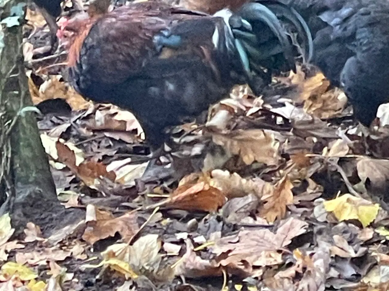 Billede 2 - Smukke haner søger kærlig hønsegård