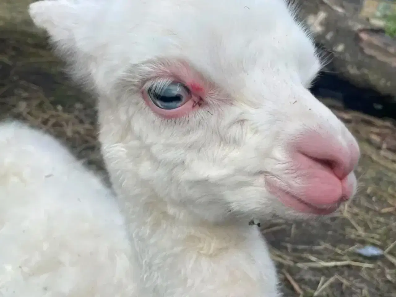 Billede 3 - Alpaca hingst