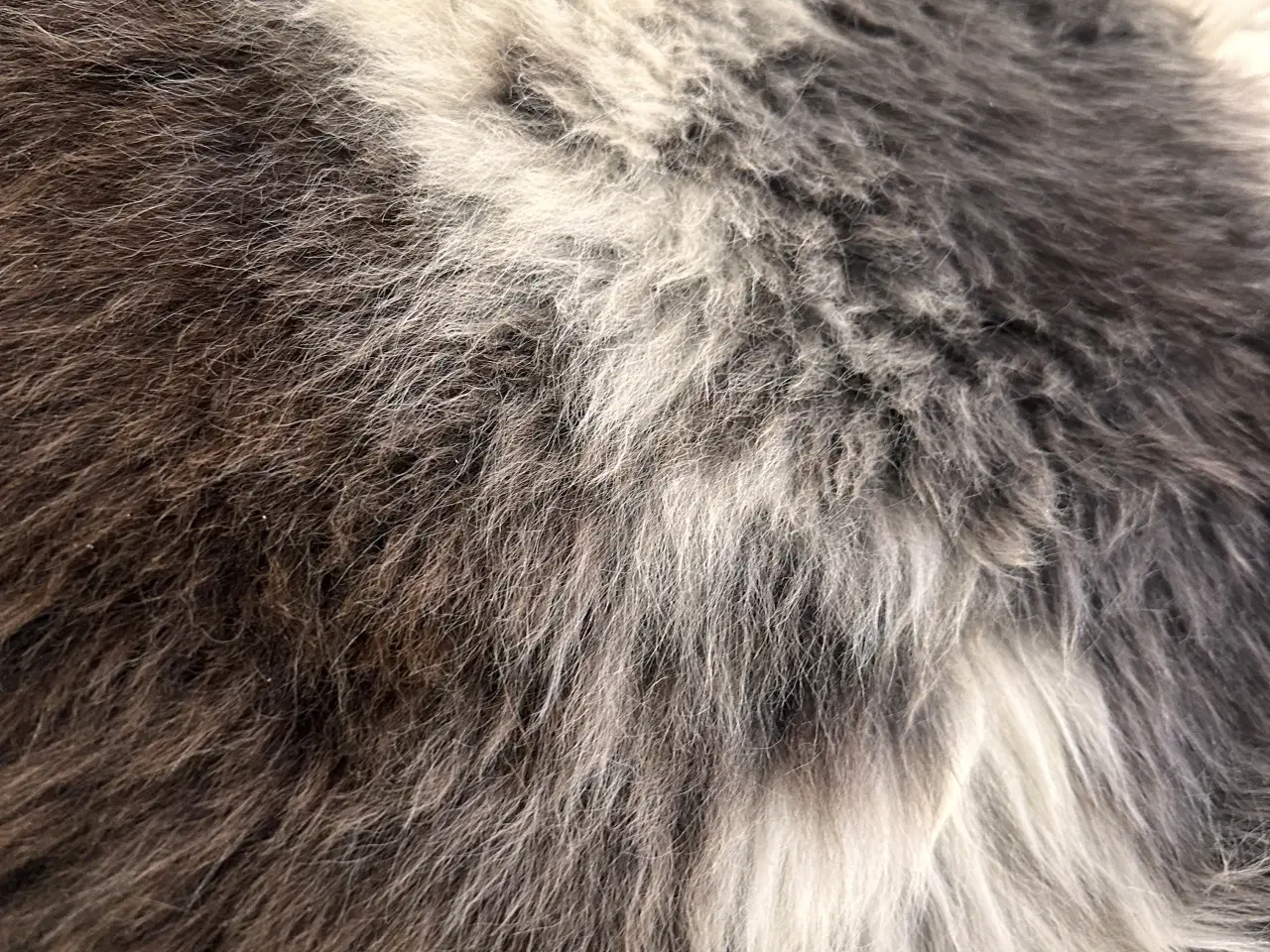 Billede 5 - Helt nyt lammeskind