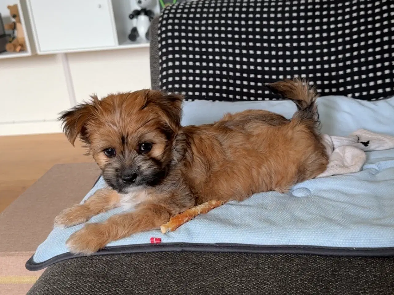 Billede 7 - Yorkshire Terrier/Chihuahua blanding