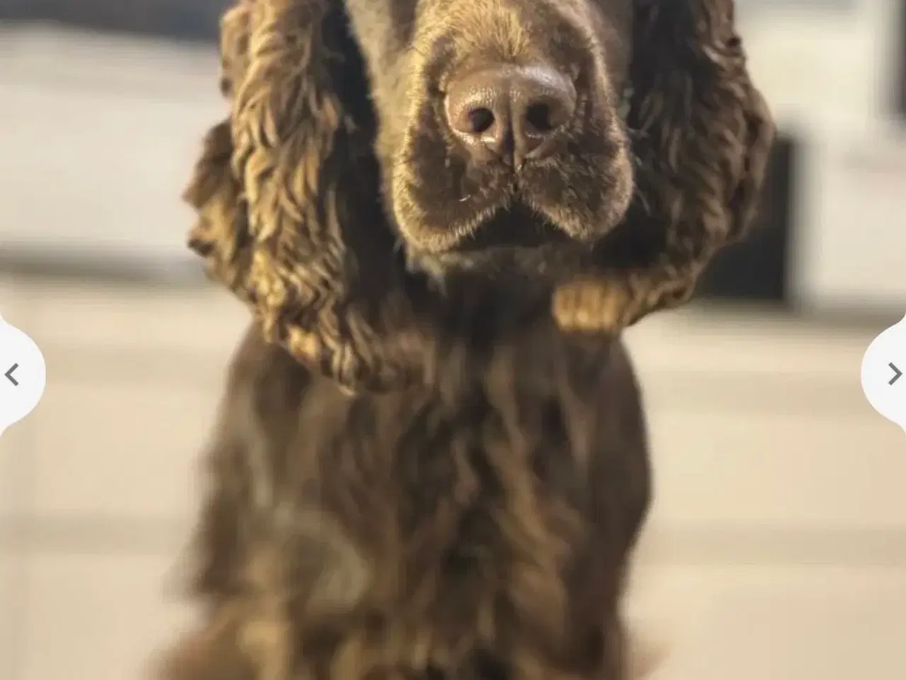 Billede 14 - Hvalpe på vej 