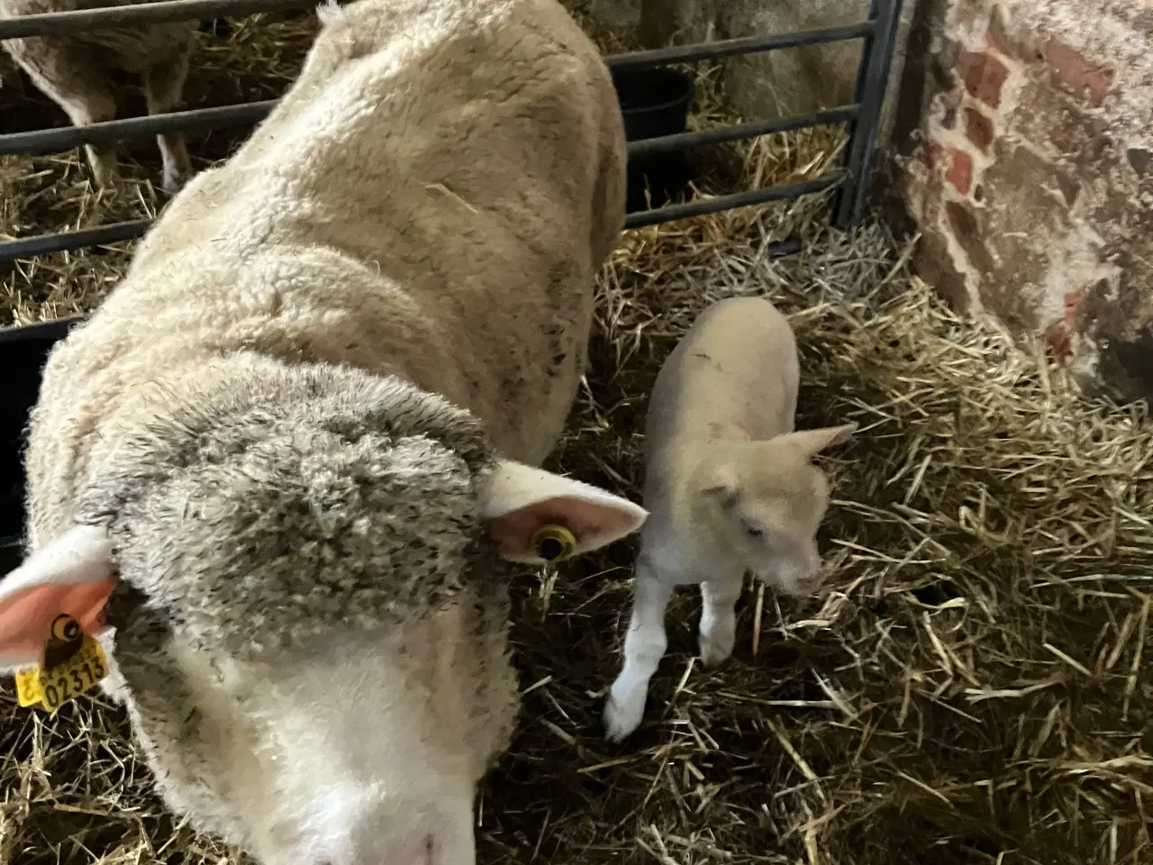 Billede 1 - Dorset får med lam