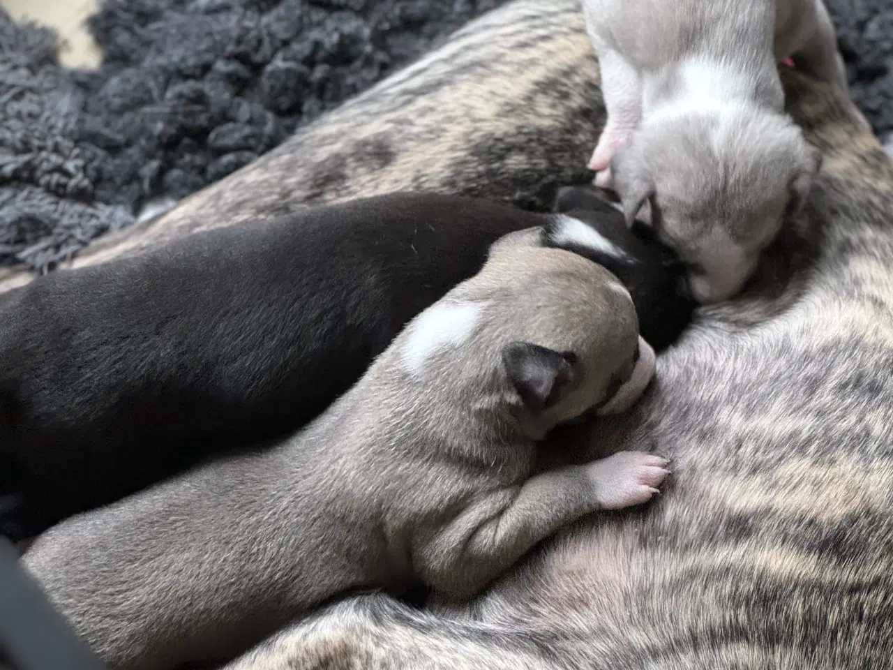 Billede 3 - Søde små Whippet hvalpe snart klar til nyt hjem