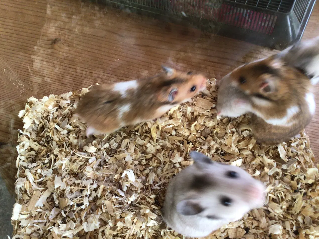 Billede 5 - Guldhamster 