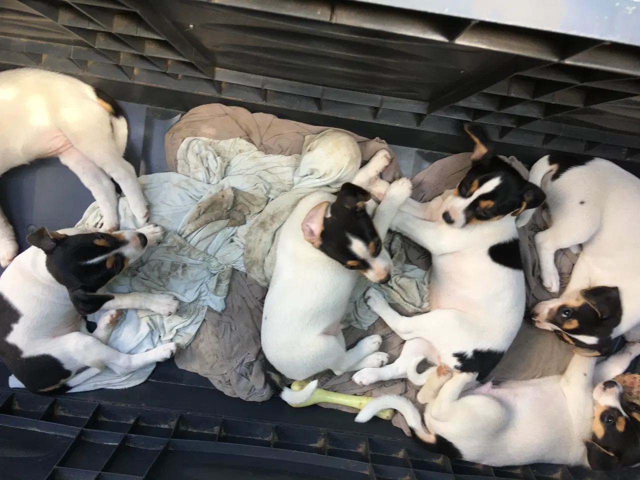 Billede 6 - Dansk-Svensk Gårdhundehvalpe