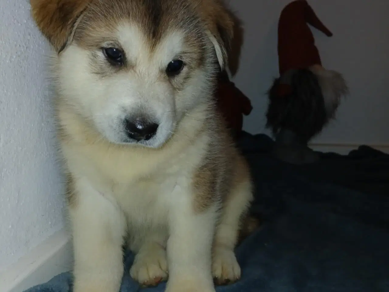 Billede 3 - Alaskan malamute hvalpe født d 8 november