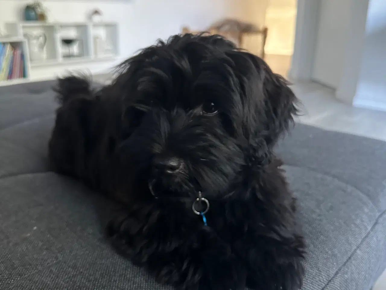 Billede 2 - Dejligste Bichon Havanais med stamtavle 