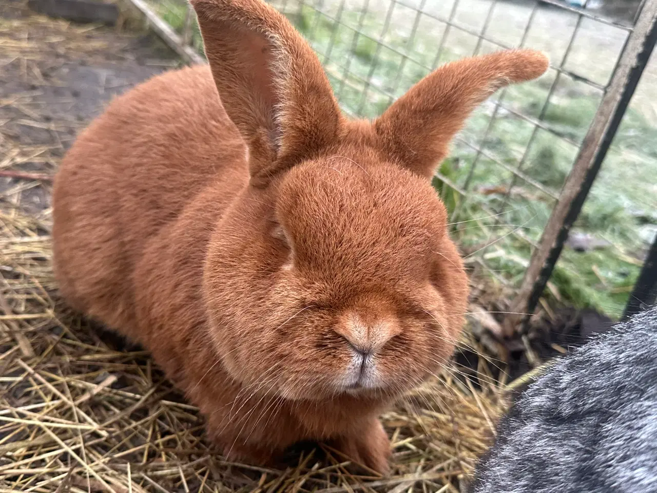 Billede 4 - New Zealand red avlshan fra Tyskland 