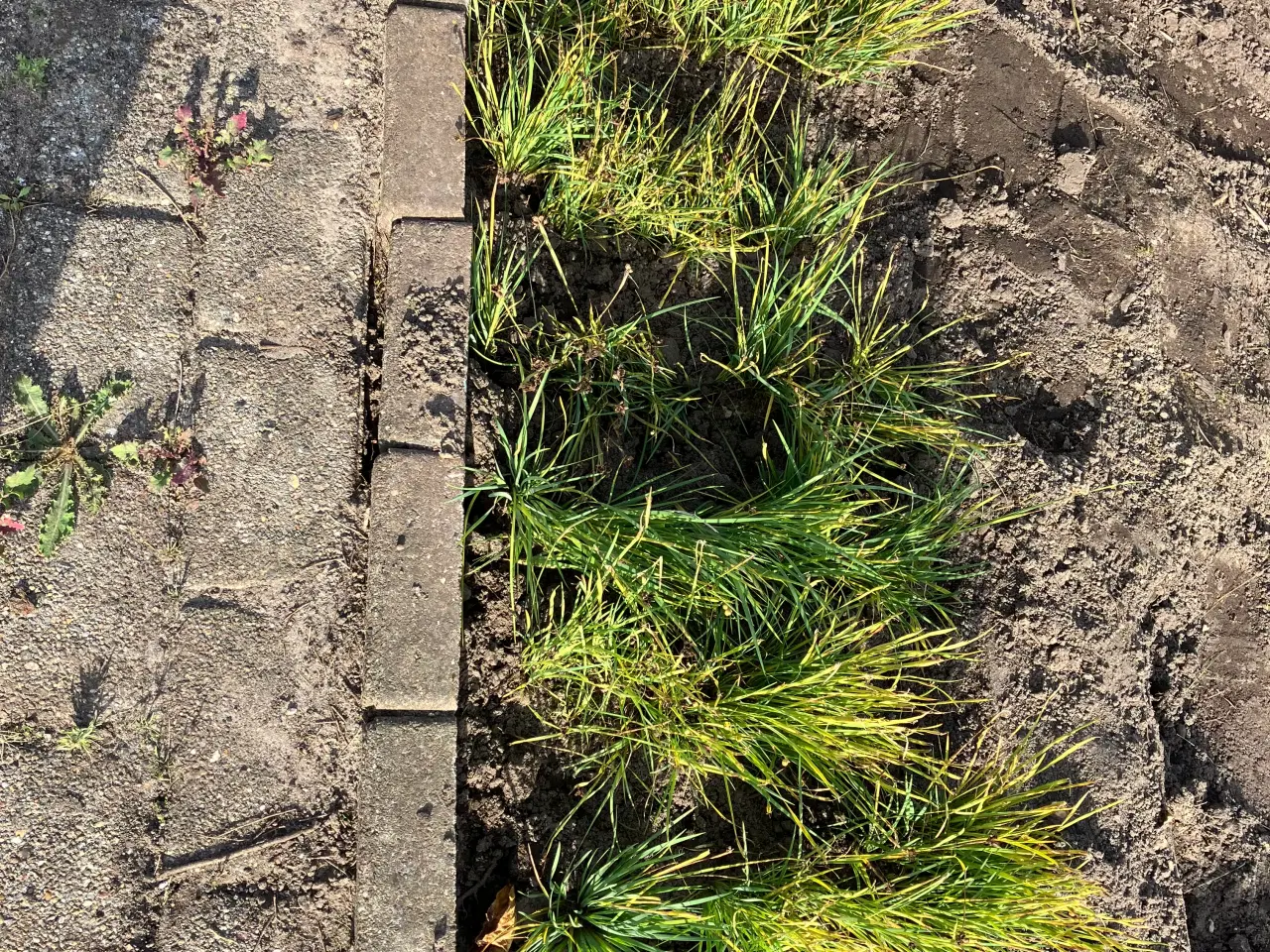 Billede 2 - Div planter og busk