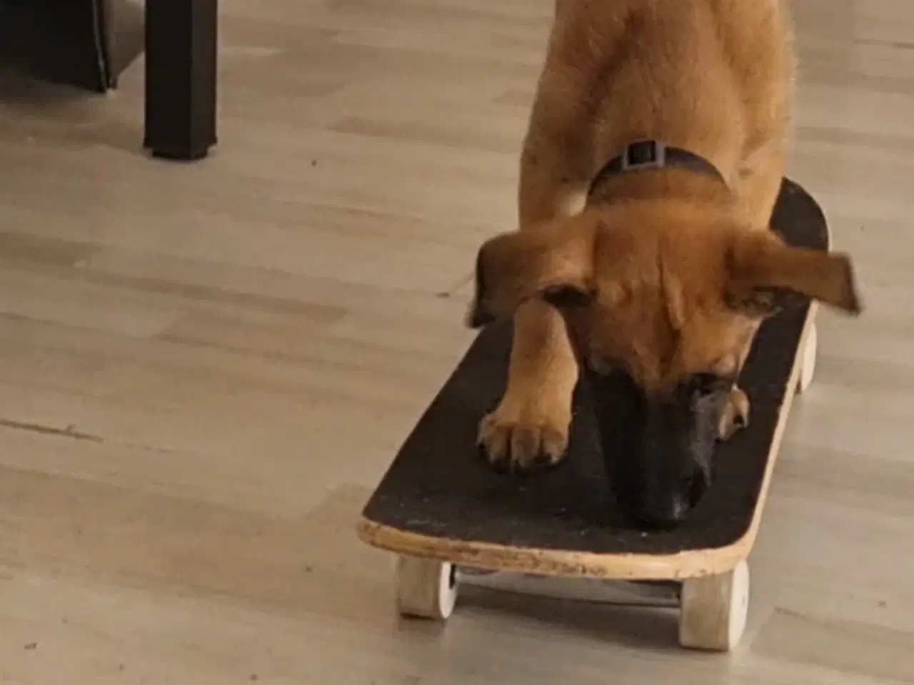 Billede 6 - Malinois hvalp 