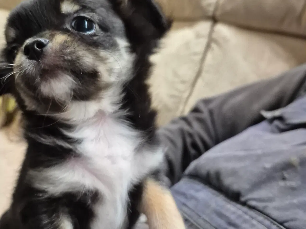 Billede 1 - Chihuahua hvalpe 