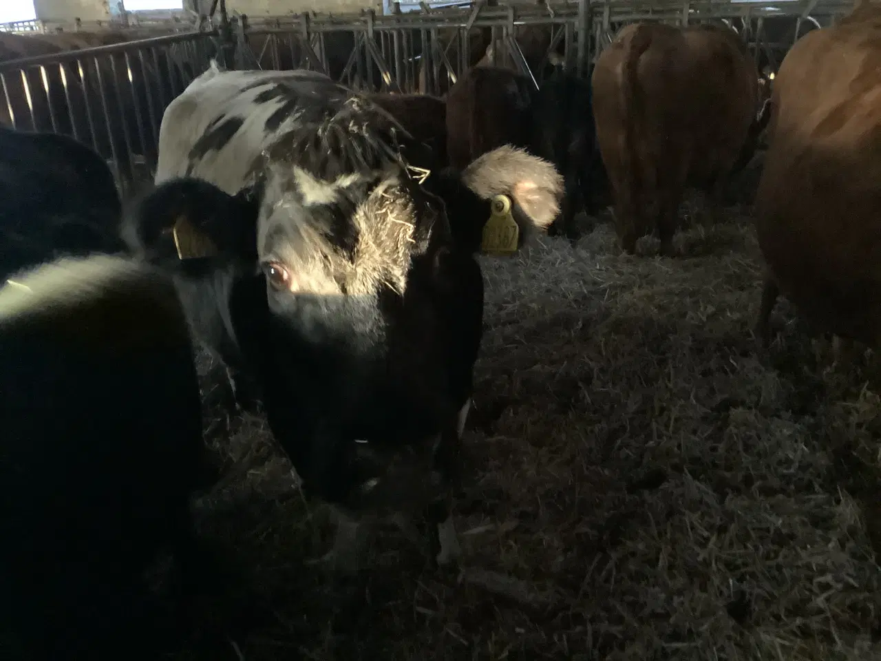 Billede 2 - Ammekøer