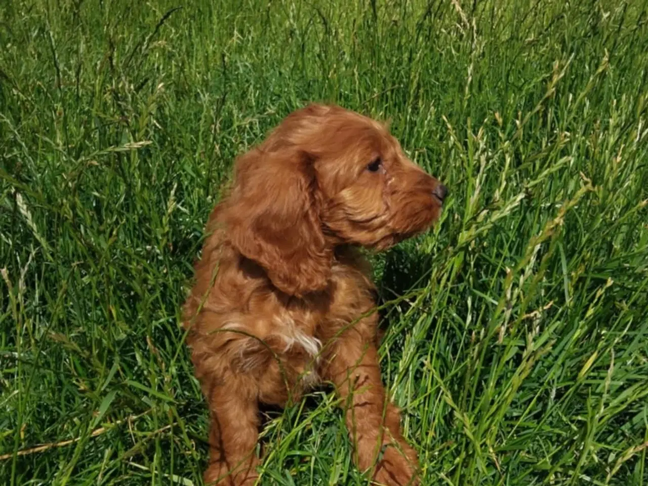 Billede 5 - Cockapoo hvalpe 