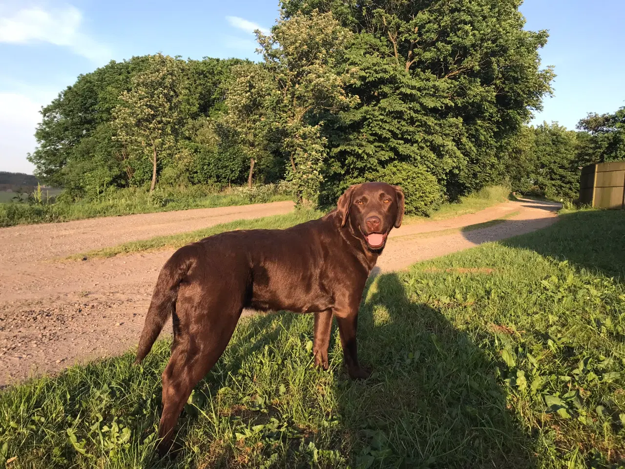 Billede 6 - Brun Labrador hvalpe på vej. 