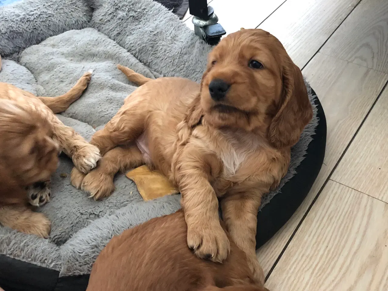 Billede 4 - Engelsk Cocker spaniel