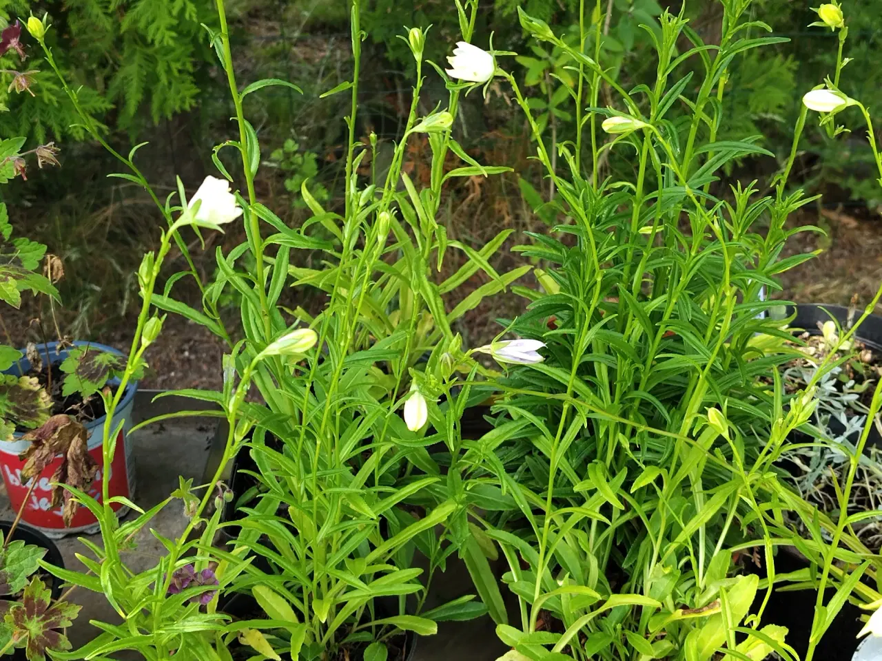 Billede 2 - Campanula. Smalbladet Klokke. Persicifolia Alba
