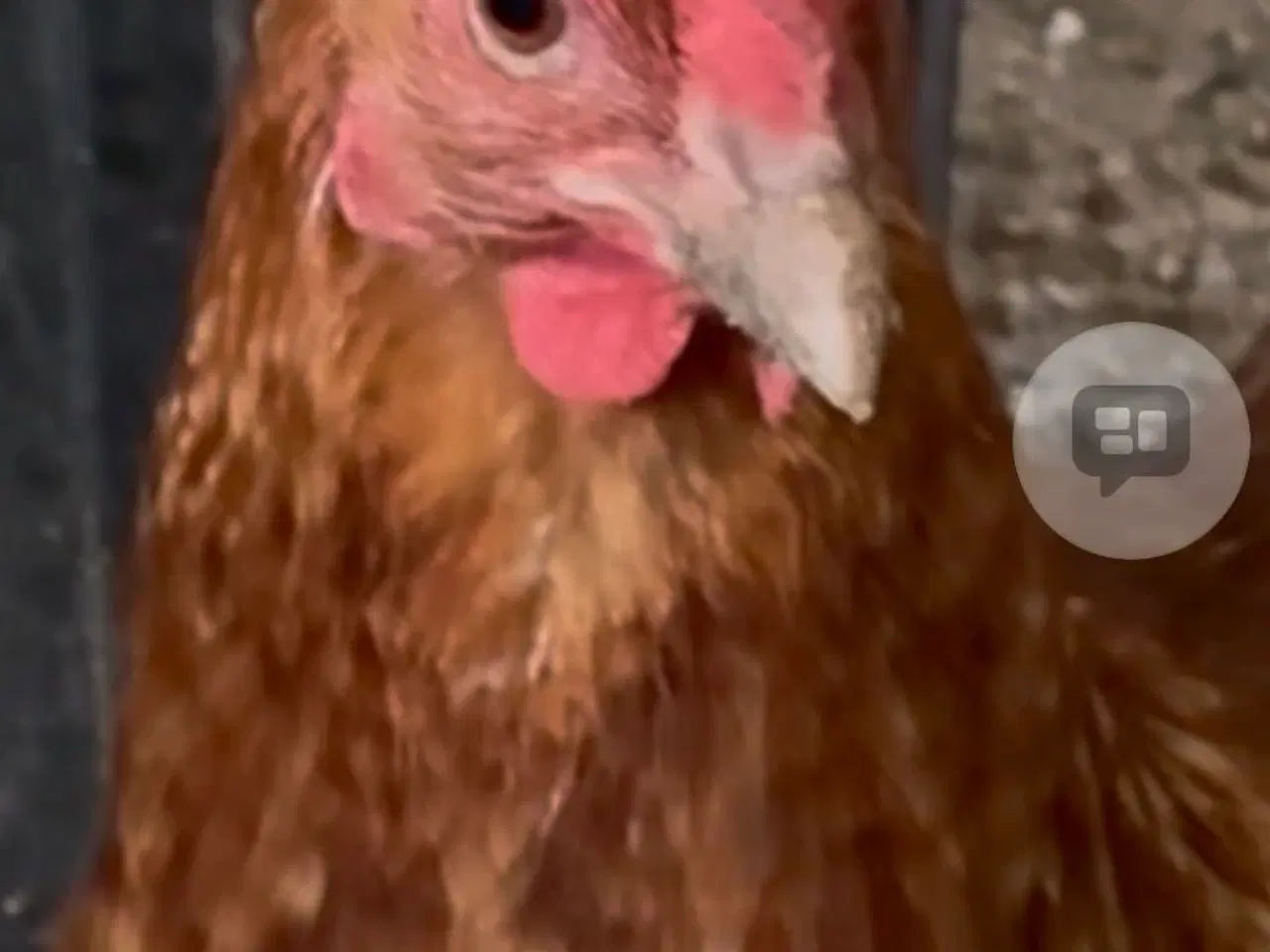 Billede 1 - Flittig kobber rød Amerikaner-Ayam-cemani høne