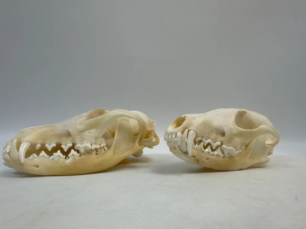Billede 2 - 2 stk. kranier fra ræv 