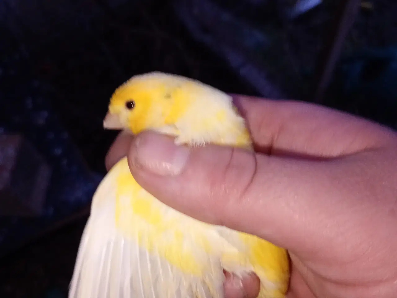 Billede 3 - Harzer kanarier 