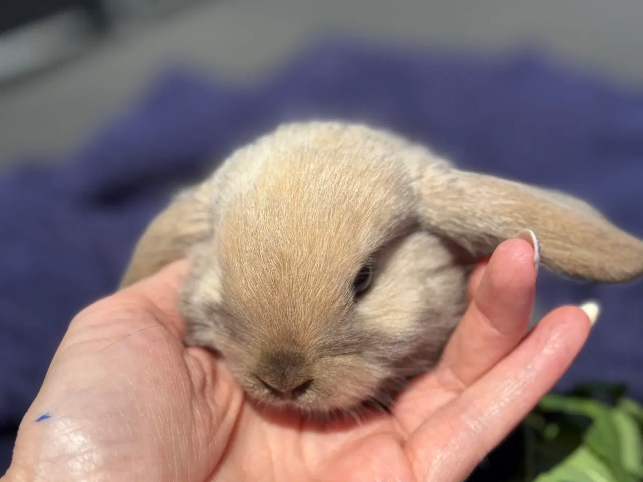 Billede 8 - Mini lop kanin unge