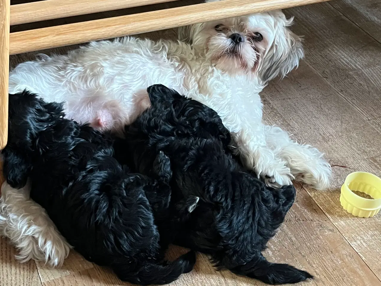 Billede 3 - SHIH-POO hvalpe 