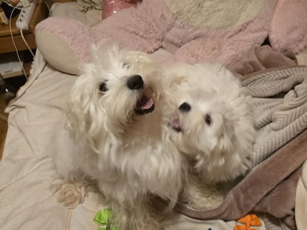 Billede 12 - Bichon-hvalpe søger nye hjem .