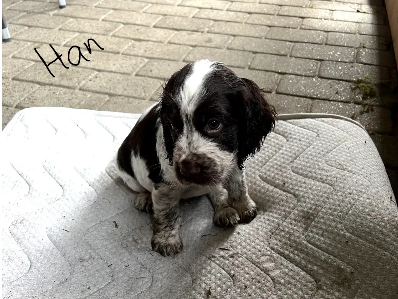 Billede 2 - Stue opdrætte cocker spaniel 