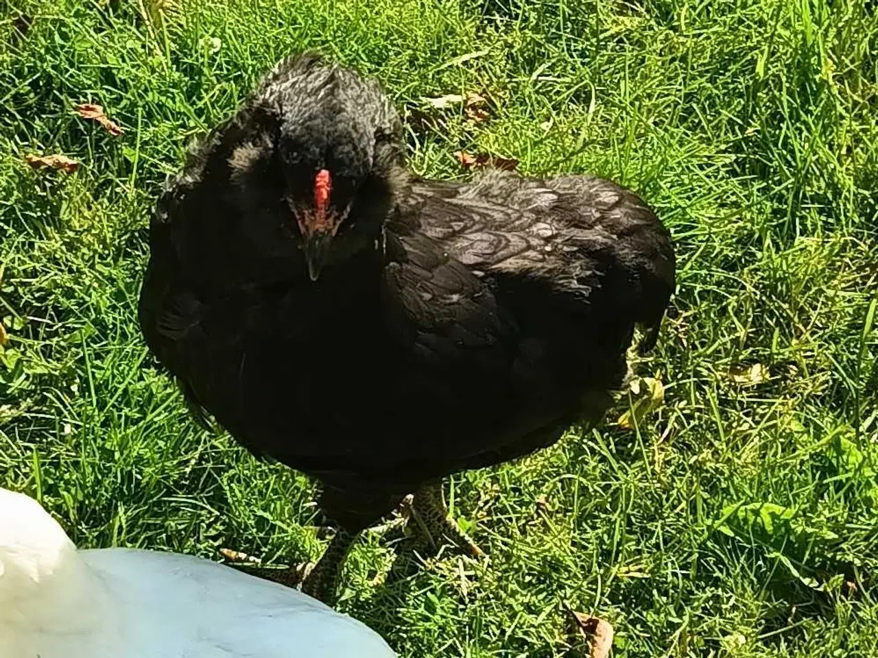 Billede 1 - Araucana hane