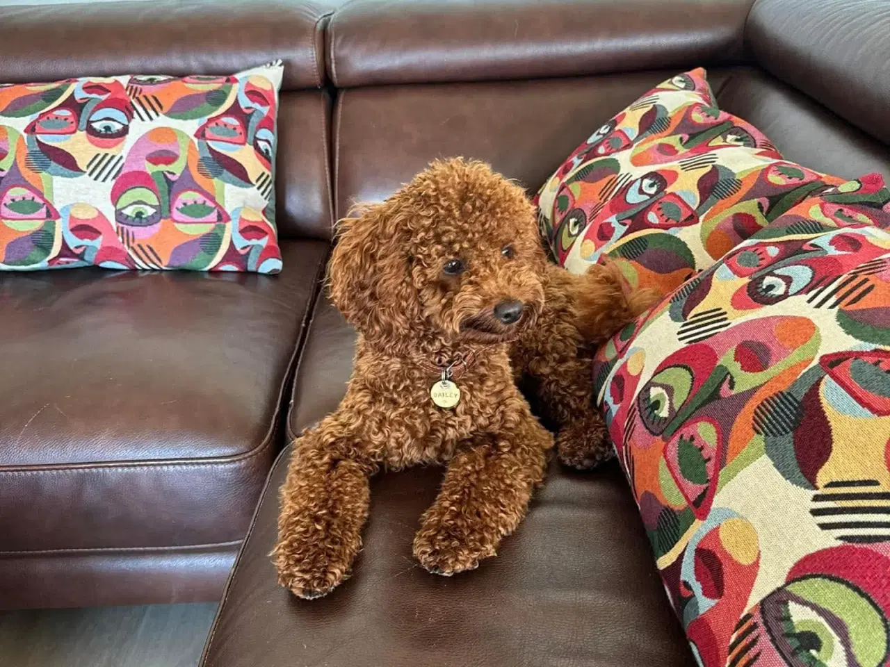 Billede 6 - Toy/Dværg puddel