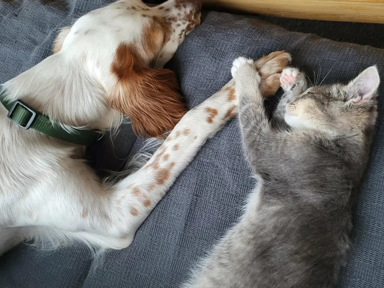 Billede 4 - Engelsk setter hund 