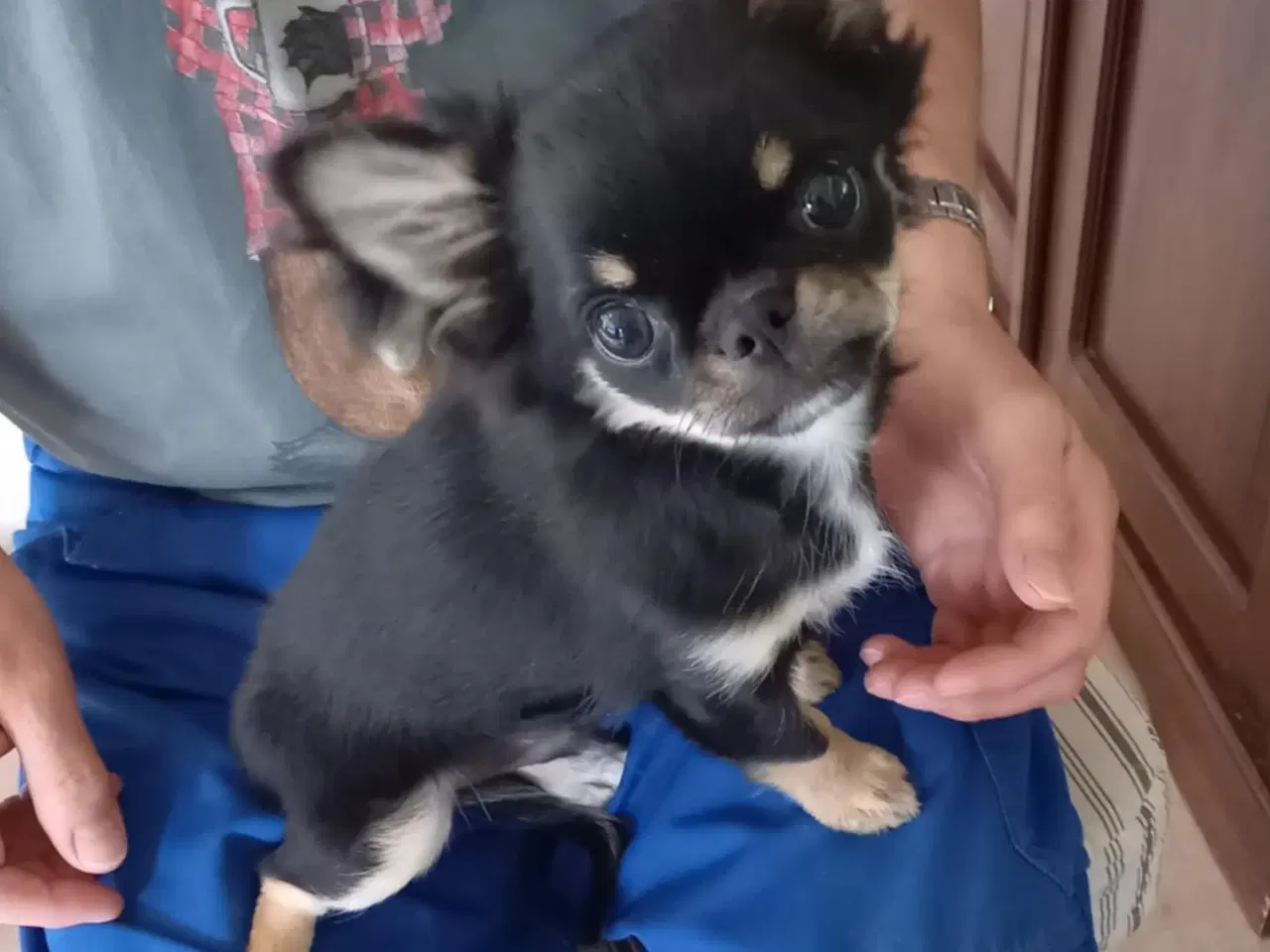 Billede 3 - Chihuahua dreng 