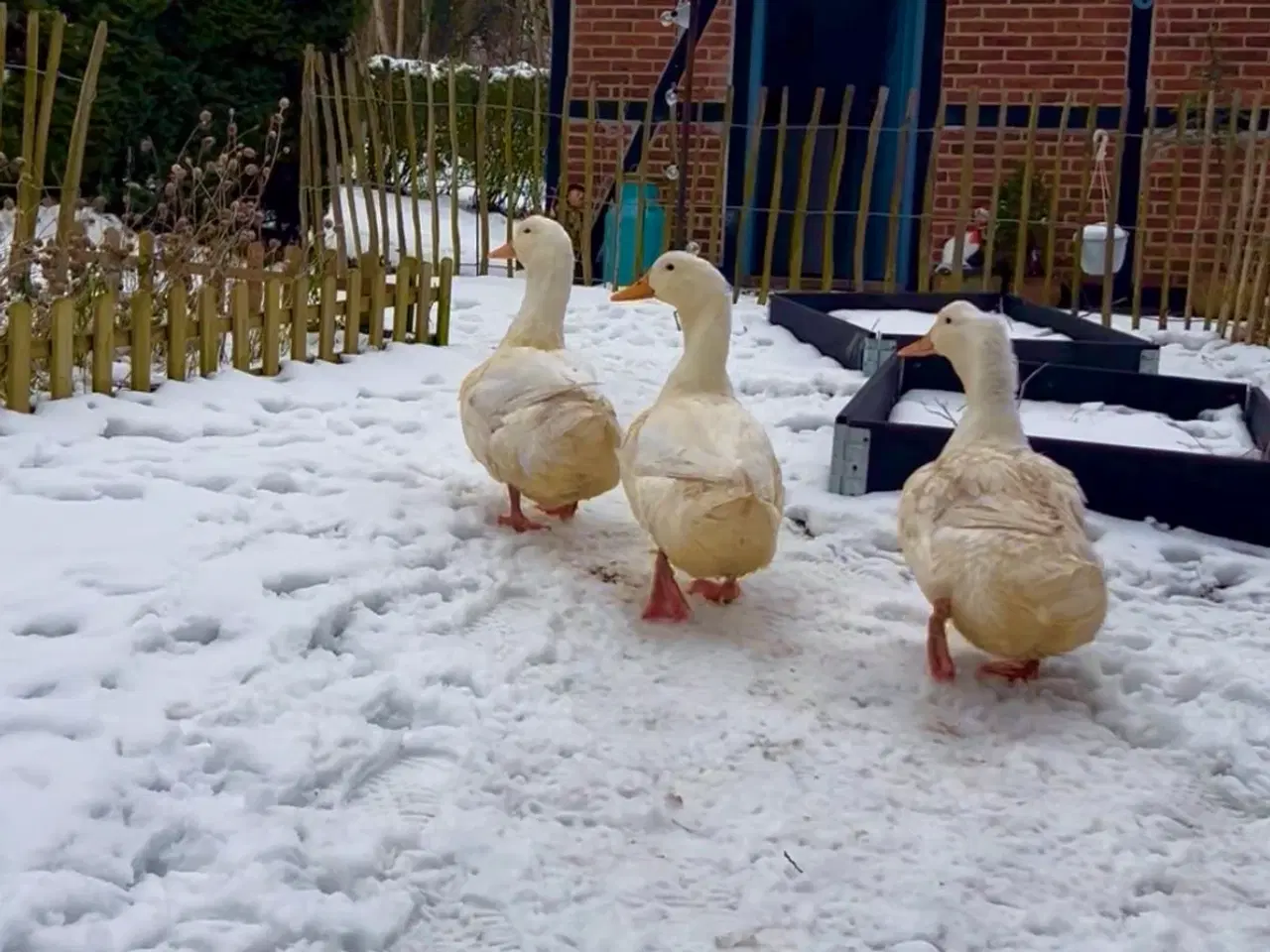 Billede 1 - Landænder