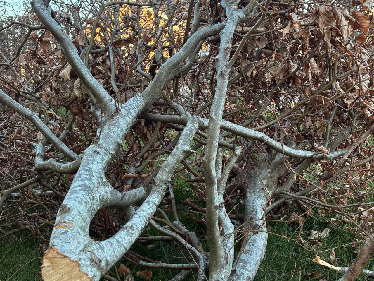 Billede 1 - Brænde - gratis